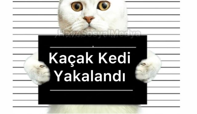 Kaçak Kedi Yakalandı – Sahibi Kara Listeye Alındı