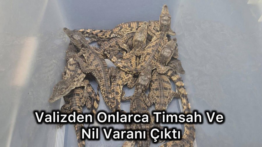 Valizden Onlarca Timsah Ve Nil Varanı Çıktı